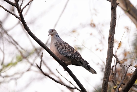 鯨池公園のキジバト